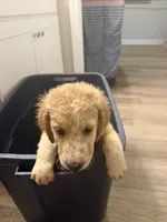 Cornpop, a male Double Doodle for sale in Jacksonville, FL – 1 of 1