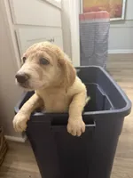 Cornflake, a male Double Doodle for sale in Jacksonville, FL – 1 of 1