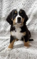 Deb, a female Bernese Mountain Dog for sale in Arlington, OH – Photo 2 of 4