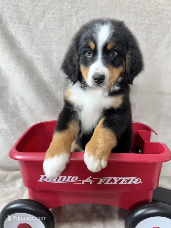 Deb – Bernese Mountain Dog puppy for sale in Arlington, OH