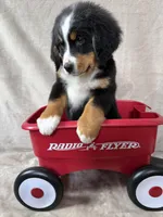 Deb, a female Bernese Mountain Dog for sale in Arlington, OH – Photo 4 of 4