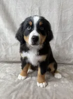 Deb, a female Bernese Mountain Dog for sale in Arlington, OH – Photo 3 of 4