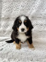 Nigel, a male Bernese Mountain Dog for sale in Arlington, OH – Photo 2 of 4
