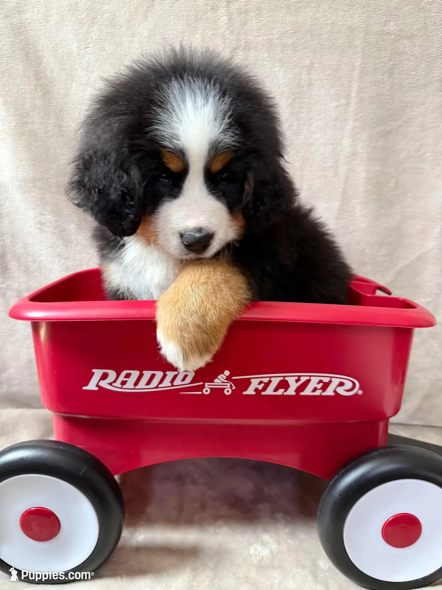 Nigel, a male Bernese Mountain Dog for sale in Arlington, OH – Photo 1 of 4