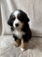 Nigel, a male Bernese Mountain Dog for sale in Arlington, OH – Photo 4 of 4