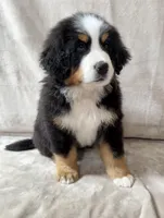 Nigel, a male Bernese Mountain Dog for sale in Arlington, OH – Photo 3 of 4
