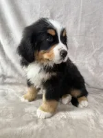 Nemo, a male Bernese Mountain Dog for sale in Arlington, OH – Photo 2 of 3