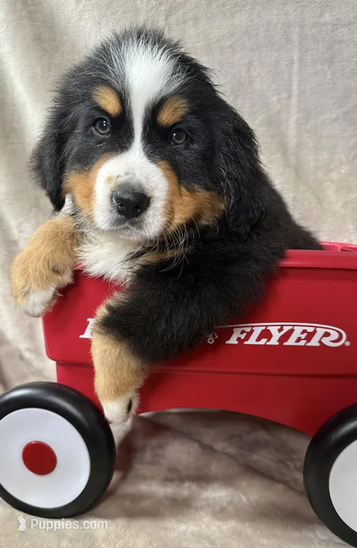 Nemo – Bernese Mountain Dog puppy for sale in Arlington, OH