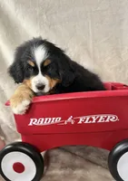 Nemo, a male Bernese Mountain Dog for sale in Arlington, OH – Photo 3 of 3