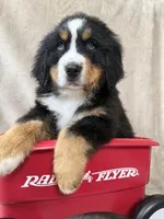 Bruce , a male Bernese Mountain Dog for sale in Arlington, OH – Photo 3 of 3