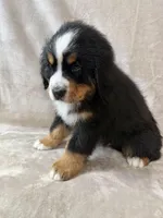Bruce , a male Bernese Mountain Dog for sale in Arlington, OH – Photo 2 of 3
