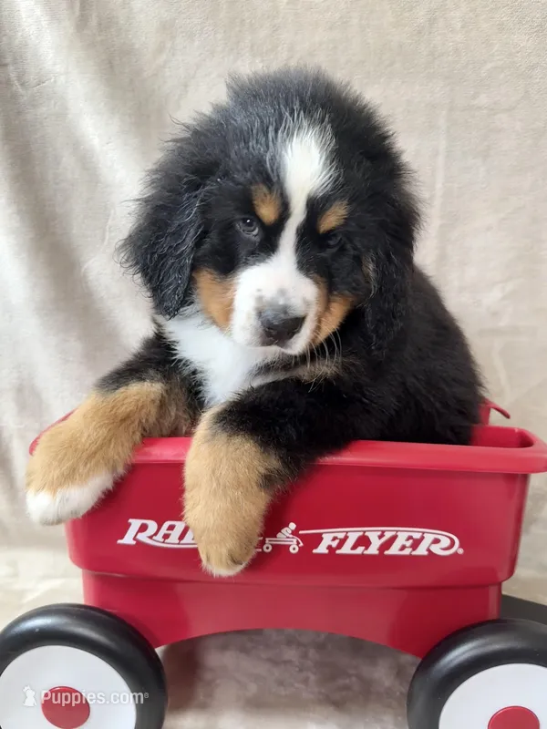 Bruce  – Bernese Mountain Dog puppy for sale in Arlington, OH
