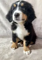 Squirt, a male Bernese Mountain Dog for sale in Arlington, OH – Photo 1 of 3