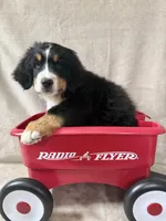 Squirt, a male Bernese Mountain Dog for sale in Arlington, OH – Photo 3 of 3