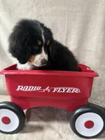 Squirt, a male Bernese Mountain Dog for sale in Arlington, OH – Photo 2 of 3