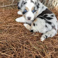 Bella, a female Australian Shepherd for sale in Wytheville, VA – Photo 5 of 5