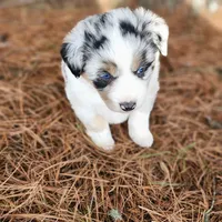 Bella, a female Australian Shepherd for sale in Wytheville, VA – Photo 2 of 5