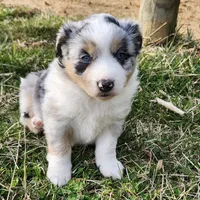 Bella, a female Australian Shepherd for sale in Wytheville, VA – Photo 4 of 5