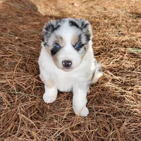 Bella, a female Australian Shepherd for sale in Wytheville, VA – Photo 1 of 5