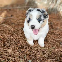 Bella, a female Australian Shepherd for sale in Wytheville, VA – Photo 3 of 5