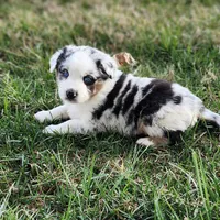 Otis, a male Australian Shepherd for sale in Wytheville, VA – Photo 2 of 4