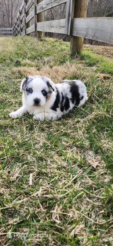 Otis, a male Australian Shepherd for sale in Wytheville, VA – Photo 1 of 4