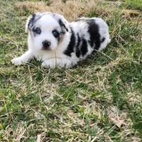 Otis, a male Australian Shepherd for sale in Wytheville, VA – Photo 1 of 4