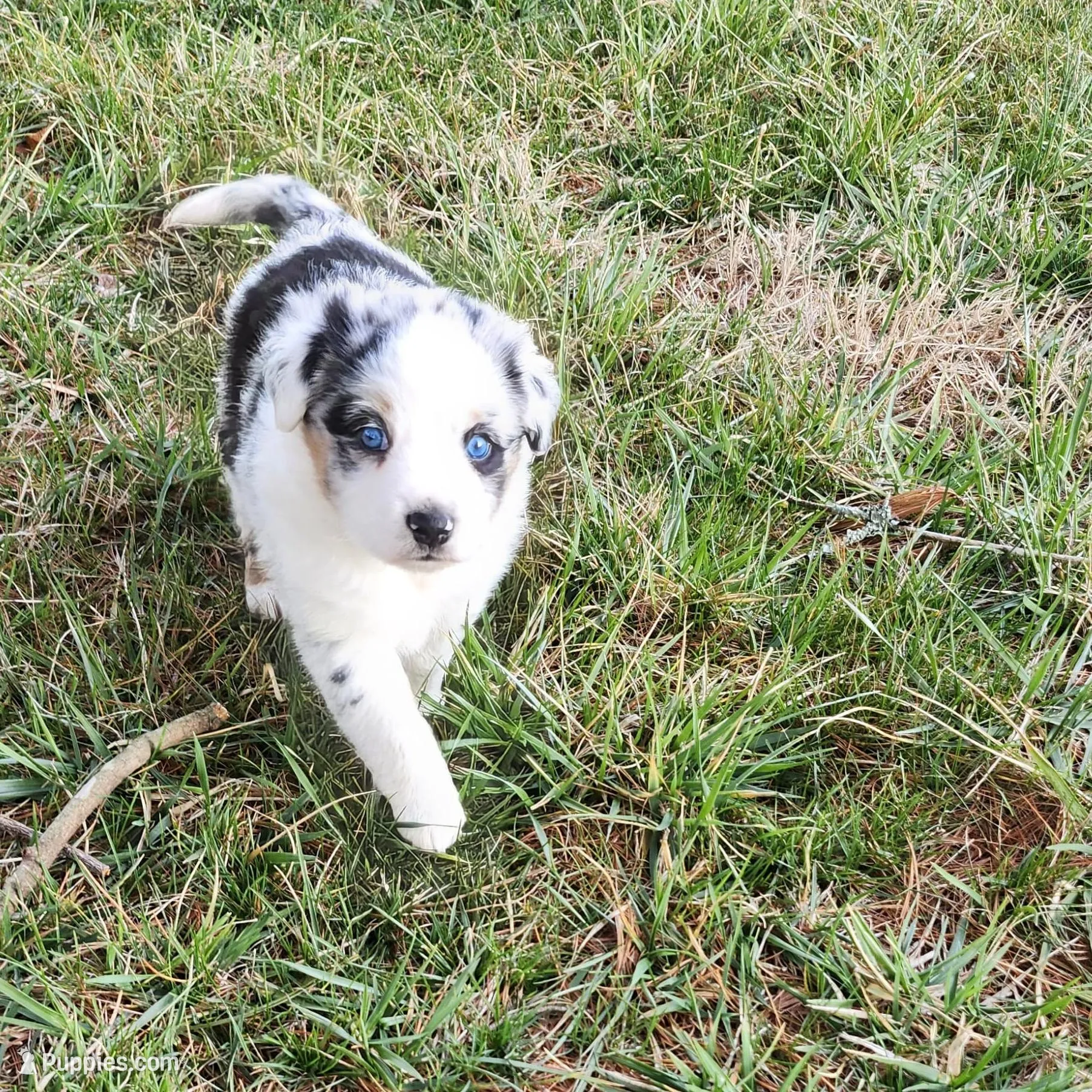 Otis, a male Australian Shepherd for sale in Wytheville, VA – Photo 3 of 4