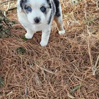 Otis, a male Australian Shepherd for sale in Wytheville, VA – Photo 4 of 4