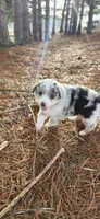 Leo, a male Australian Shepherd for sale in Wytheville, VA – Photo 4 of 4