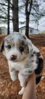 Leo, a male Australian Shepherd for sale in Wytheville, VA – Photo 1 of 4