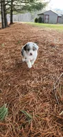 Leo, a male Australian Shepherd for sale in Wytheville, VA – Photo 2 of 4