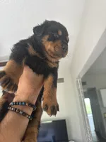 Rottweiler , a female Rottweiler for sale in Davenport, FL – Photo 2 of 2