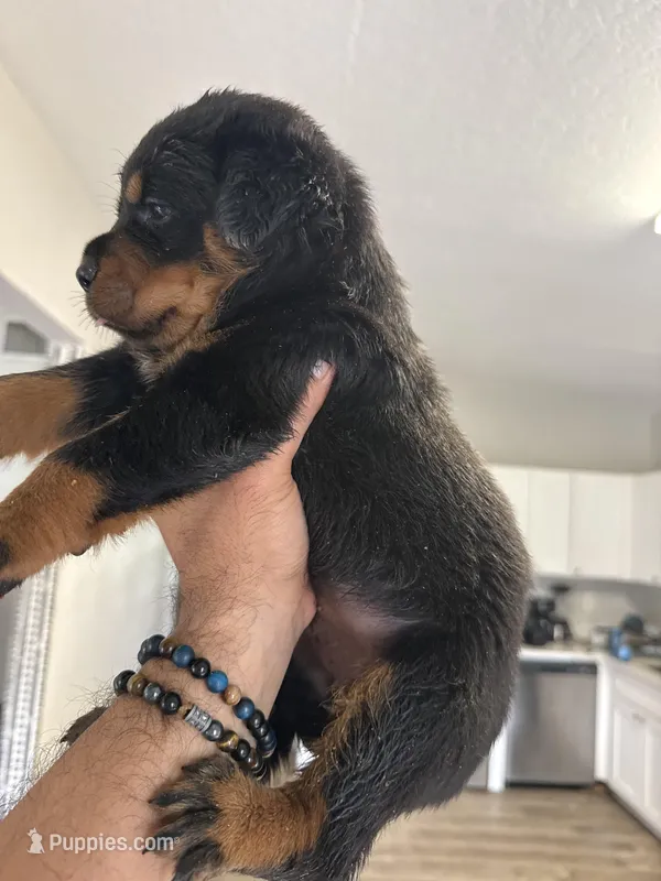Rottweiler , a female Rottweiler for sale in Davenport, FL – Photo 1 of 2