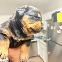 Rottweiler puppies, a male Rottweiler for sale in Davenport, FL – Photo 4 of 5