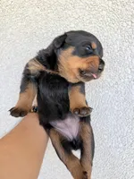 rott, a male Rottweiler for sale in Davenport, FL – Photo 5 of 5