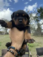 Rottweiler puppies, a male Rottweiler for sale in Davenport, FL – Photo 2 of 5