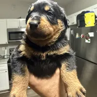 Rottweiler puppies, a male Rottweiler for sale in Davenport, FL – Photo 5 of 5