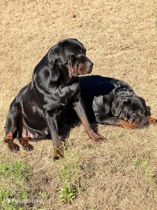 Rottweiler puppies – Rottweiler puppy for sale in Davenport, FL