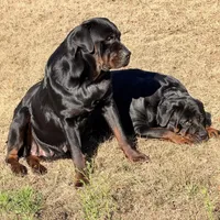 Rottweiler puppies, a male Rottweiler for sale in Davenport, FL – Photo 1 of 5