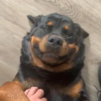 Rottweiler puppies, a male Rottweiler for sale in Davenport, FL – Photo 3 of 5