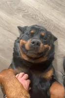 rott, a male Rottweiler for sale in Davenport, FL – Photo 2 of 5