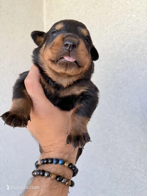 rott, a male Rottweiler for sale in Davenport, FL – Photo 1 of 5