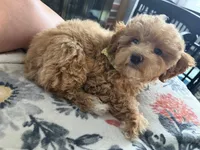 Charlie, a female Poodle - Miniature  for sale in York, PA – 2 of 3