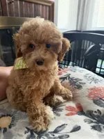 Charlie, a female Poodle - Miniature  for sale in York, PA – 1 of 3