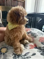 Charlie, a female Poodle - Miniature  for sale in York, PA – 3 of 3