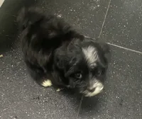 Blackie , a male Maltipoo for sale in Calumet City, IL – 4 of 4
