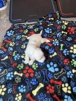 Whitety, a female Maltipoo for sale in Calumet City, IL – Photo 2 of 2