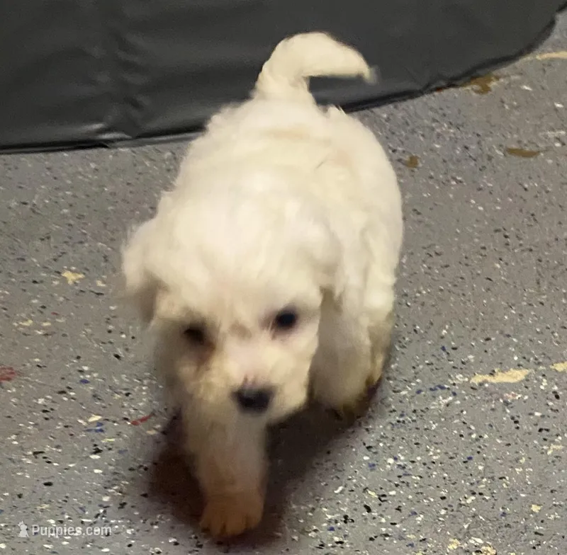 Whitety – Maltipoo puppy for sale in Calumet City, IL