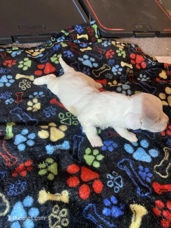 Whitety – Maltipoo puppy for sale in Calumet City, IL